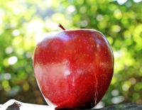 Curiosità sulla mela e le sue varietà